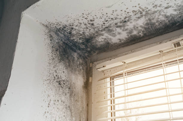 Affordable Mold Remediation solutions in Todd Creek, CO